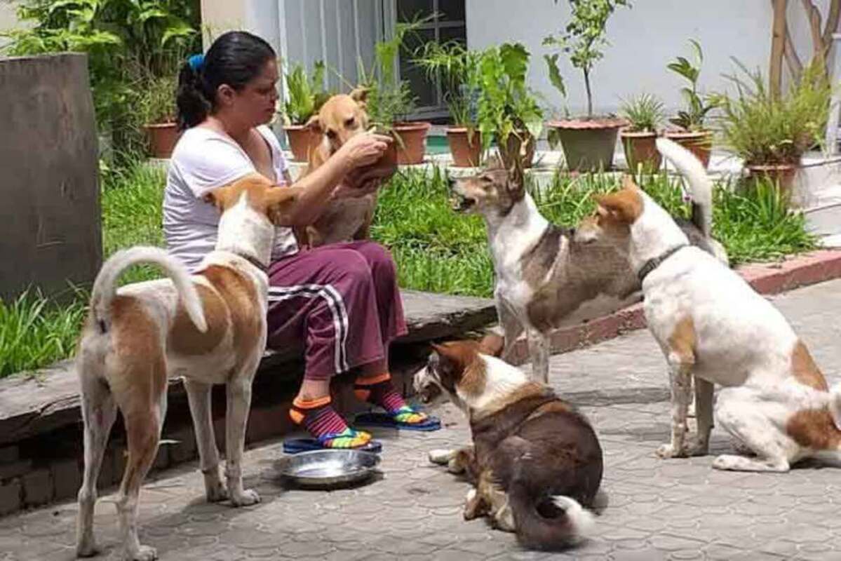 Dogfed2 (1) (1)